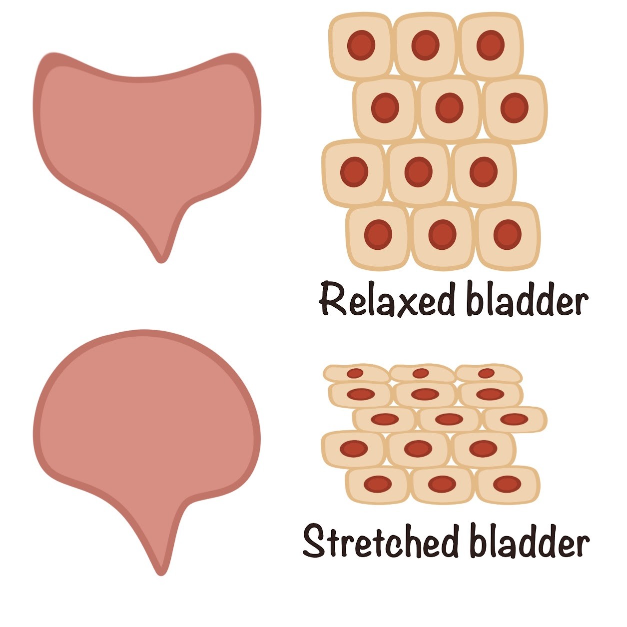 <p>Urinary Bladder</p>