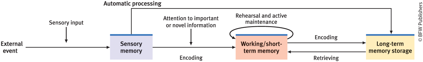 <p>Richard Atkinson and Richard Schiffrin- three part process....: (ASK; has been updated to add newer concepts, including working memory and automatic processing)- diagram in notebook - Alan Baddeley</p>