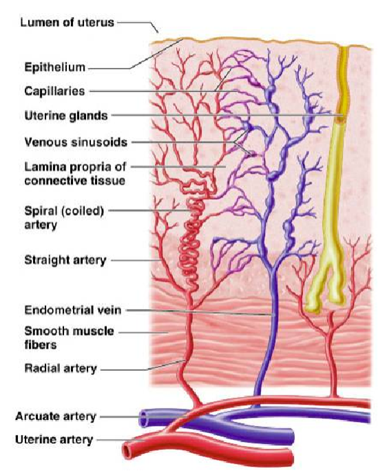 <p>Causes<span class="tt-bg-red"> differentiation of the endometrium.</span></p><p><span class="tt-bg-blue">Opposes estrogen-induced proliferation</span>.</p>