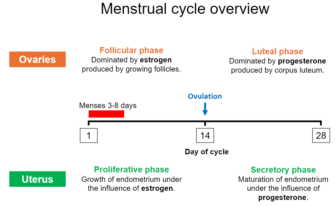 <p><strong>Follicular Phase</strong>: Begins on day 1, dominated by estrogen.</p><p><strong>Ovulation</strong>: Around day 14.</p><p><strong>Luteal Phase</strong>: Days 15-28, dominated by progesterone.</p>