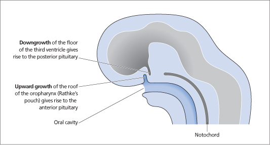 <p>A notochordal projection forms the pituitary stalk, which connects the pituitary gland to the brain and also forms the posterior lobe of the pituitary (neurohypophysis).</p>