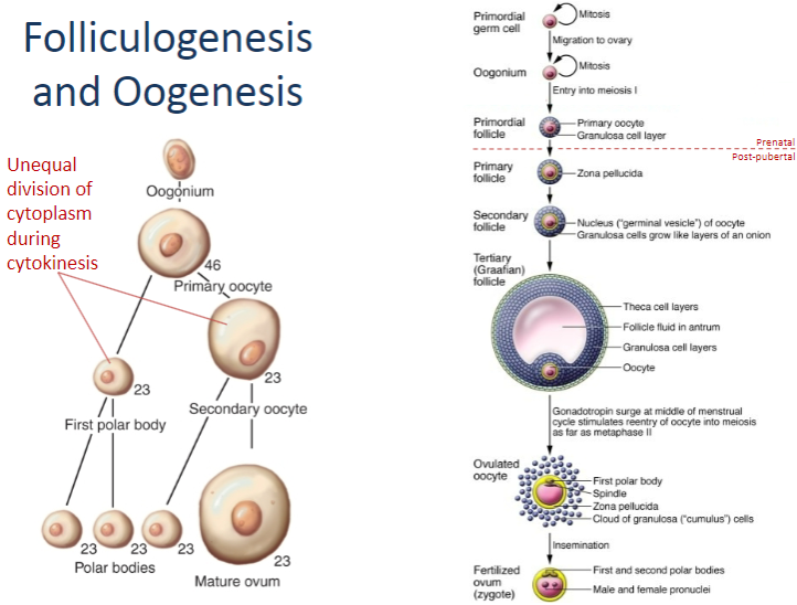 <p>The unequal division of cytoplasm during cytokinesis leads to the formation of a larger oocyte and smaller polar bodies. This ensures that the oocyte has enough resources (like nutrients) to support the developing embryo if fertilization occurs.</p>