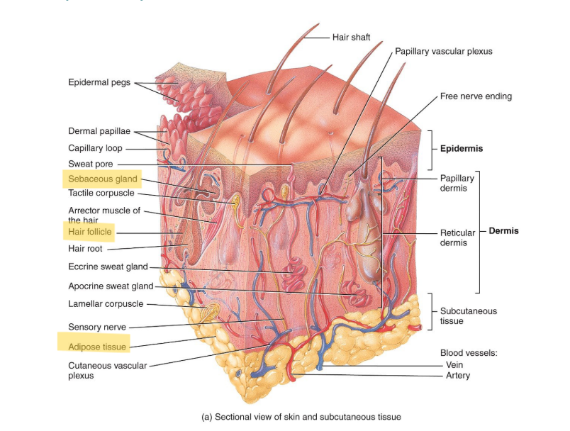 <p>adipose cells, hair follices and sudoriferous (sweat) glands</p>