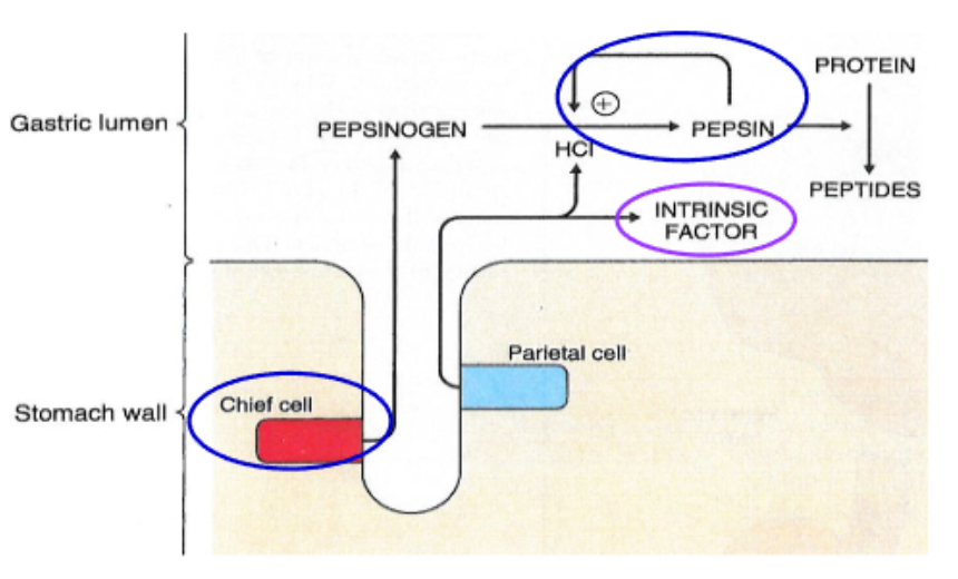 <p>♪Pepsinogen is secreted by chief cells in its inactive form</p><p>♪Its activation occurs when the acidity level ([H+]) is high in the stomach lumen, altering its shape to expose its active site</p><p>♪This activation process is autocatalytic</p><p>♪Pepsinogen is inactivated upon entry of food into the small intestine, where bicarbonate (HCO3-) and peptides neutralize the acidity</p>