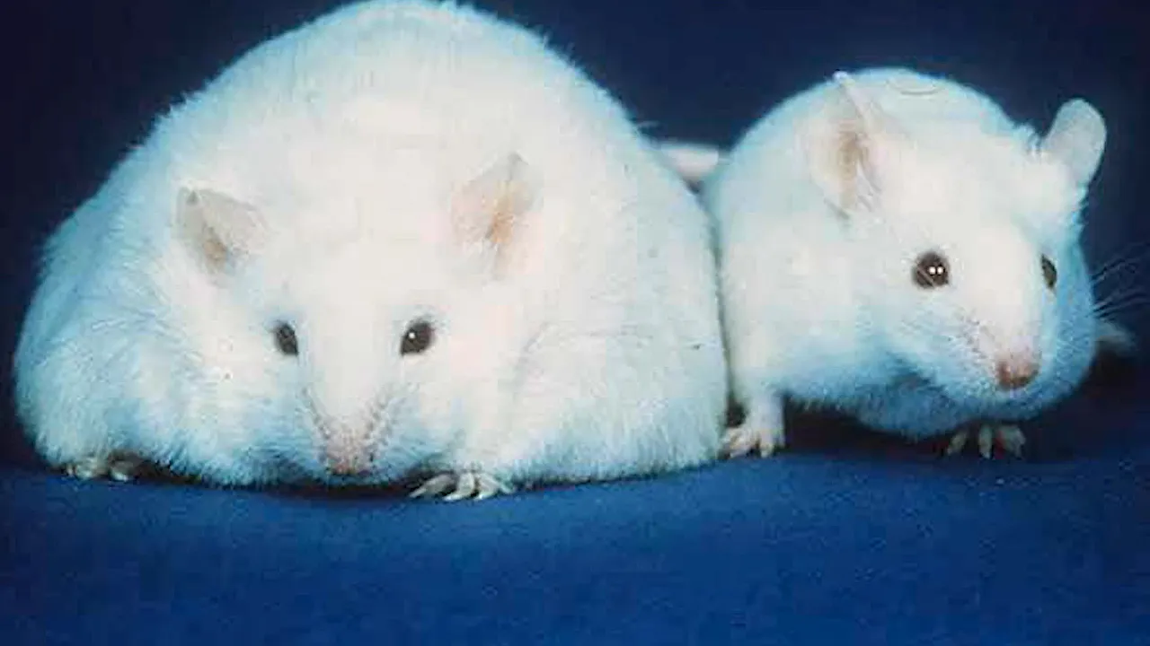 <p>Mutations lead to abnormal eating behaviour and the development of early-onset morbid obesity.</p>