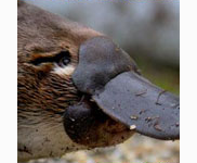 <p>platypus</p>