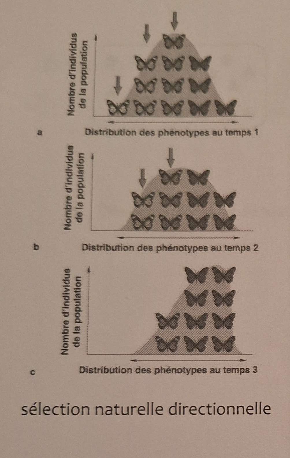 <p>modes de sélection, <strong>Sélection naturelle directionnelle</strong></p>