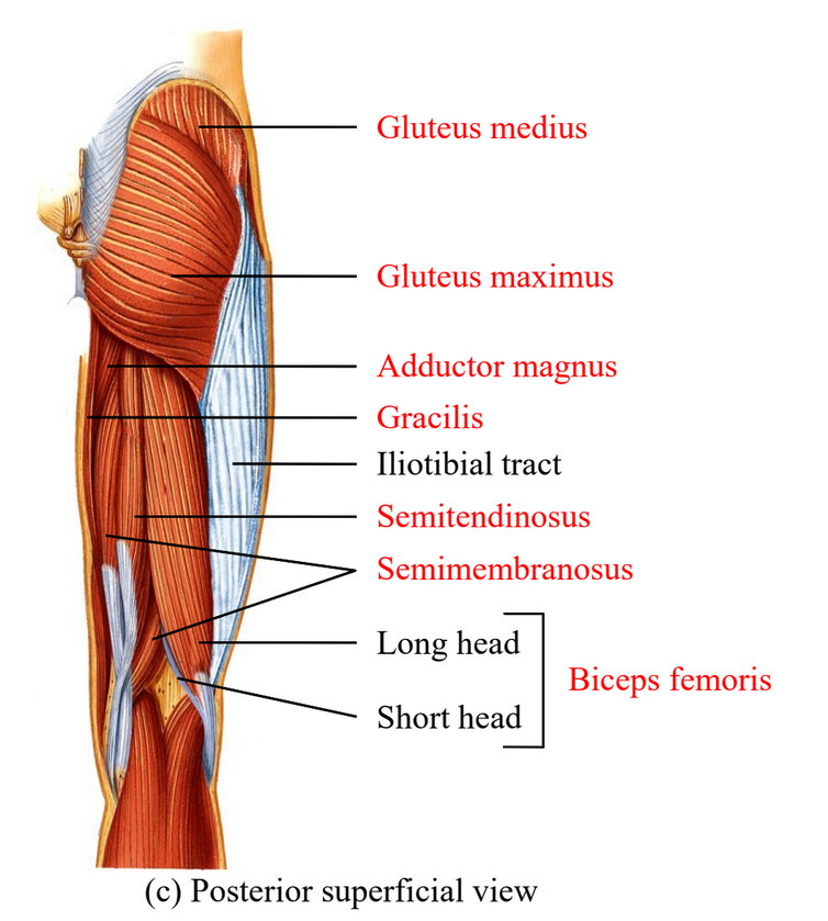 <p>Gluteus maximus - extends and laterally rotates thigh</p><p>Semitendinosus - flexes leg and extends thigh</p><p>Semimembranosus</p><p>Biceps femoris </p>