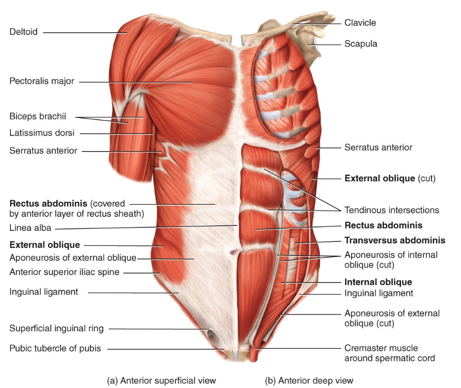 <p>Deltoid - abduction and rotation of arm</p><p>Pectoralis major - adduction and medial rotation of arm</p><p>Serratus anterior - abducts scapula and rotates it upwards when punching</p>