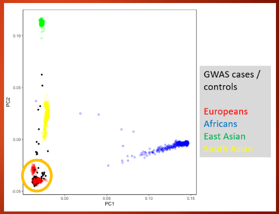 <p>MAFs can differ across different populations, which makes matching cases and controls by ancestry essential</p><p>Failure to match by ancestry can lead to spurious signals, causing false associations</p><p>In practice, studies often focus on populations of European ancestry in regions like Europe and the US</p><p>Excluding individuals of other ancestries can prevent confounding factors and improve the accuracy of genetic association results</p>