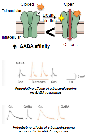 <p>Benzodiazepines are considered "cleaner" because they do <strong>not activate</strong> other receptors, such as <strong>glycine</strong> or <strong>glutamate receptors</strong>, unlike barbiturates.</p>