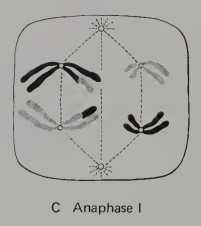 <p>At this point, the individual paired chromosomes begin to <em>move toward opposite poles of the spindle</em>. Both sister chromatids of each chromosome continue to be held together by the centromere. </p><p></p><p>As the homologous chromosomes move away from one another, the chiasmata, which have moved to the ends of the chromosomes, are pulled apart and <strong>crossing-over</strong> is complete.</p><p></p><p>The migration of the entire maternal chromosome to one pole and the paternal chromosome to the other pole during meiosis results in <strong><u>genetically unequal daughter cells</u></strong></p>