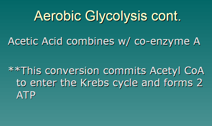 <p>acetyl CoA</p><p>Krebs Cycle</p><p>2 ATP</p>