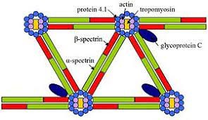 <p>-May link the cytoskeleton to the membrane by means of its associations with glycophorin</p><p>-Stabilised interaction of spectrin with actin</p>
