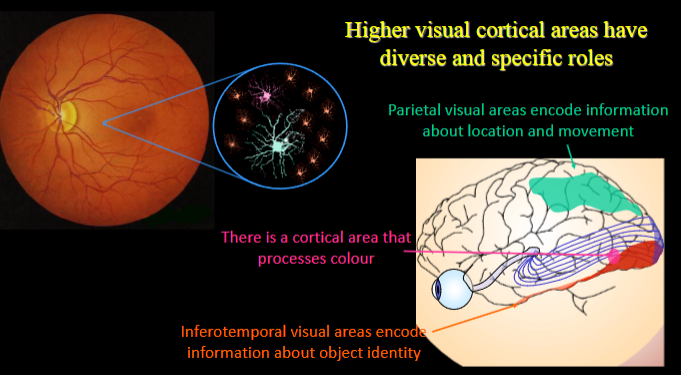 <p><strong>Temporal cortex:</strong></p><p>Specializes in object recognition and encoding information about object identity.</p><p>Receives input from the ventral visual stream, processing detailed features of objects.</p><p><strong>Parietal cortex:</strong></p><p>Specializes in encoding information about the location and movement of objects.</p><p>Receives input from the dorsal visual stream, focusing on motion and spatial awareness.</p><p><strong>Differentiated roles:</strong> The temporal cortex is crucial for “what” we see, while the parietal cortex is vital for “where” and “how” we see objects.</p><p><strong>Input sources:</strong> The two cortical areas receive distinct input from different parts of the visual pathway: the ventral stream feeds into the temporal lobe, and the dorsal stream feeds into the parietal lobe.</p>