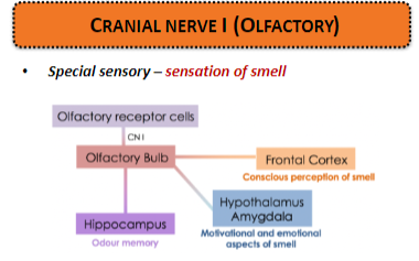 <p><strong>Special sensory:</strong> Responsible for the <strong>sensation of smell</strong>.</p>