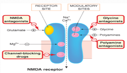 <p><strong>Neurotransmitter involved</strong>: Glutamate</p><p><strong>Action</strong>: Acts on <strong>NMDA receptors</strong> in the <strong>prefrontal cortex</strong> and other brain regions.</p>