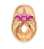 <p>Sphenoid Bone</p>