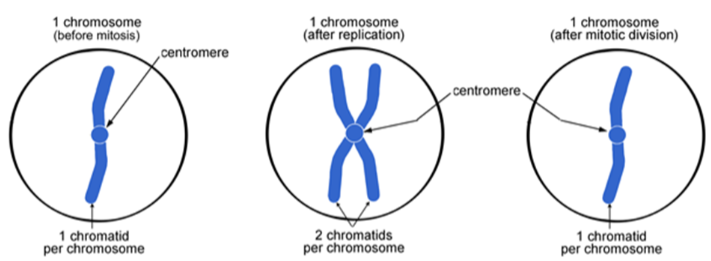 <p>Chromosomes replicate during the <strong>S-phase</strong> of the cell cycle.</p>