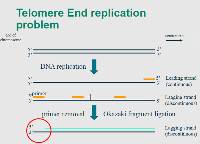<p>-In the process of DNA replication, the enzyme DNA polymerase synthesizes new DNA strands in the 5' to 3' direction. </p><p>-However, due to the nature of linear DNA molecules, <span class="tt-bg-yellow">the synthesis of the lagging strand occurs discontinuously</span>, creating short fragments known as <span class="tt-bg-blue">Okazaki fragments</span>. </p><p>-This<span class="tt-bg-red"> poses a challenge for replicating </span>the very ends of linear chromosomes.</p>