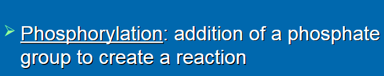 <p>phosphorylation </p>