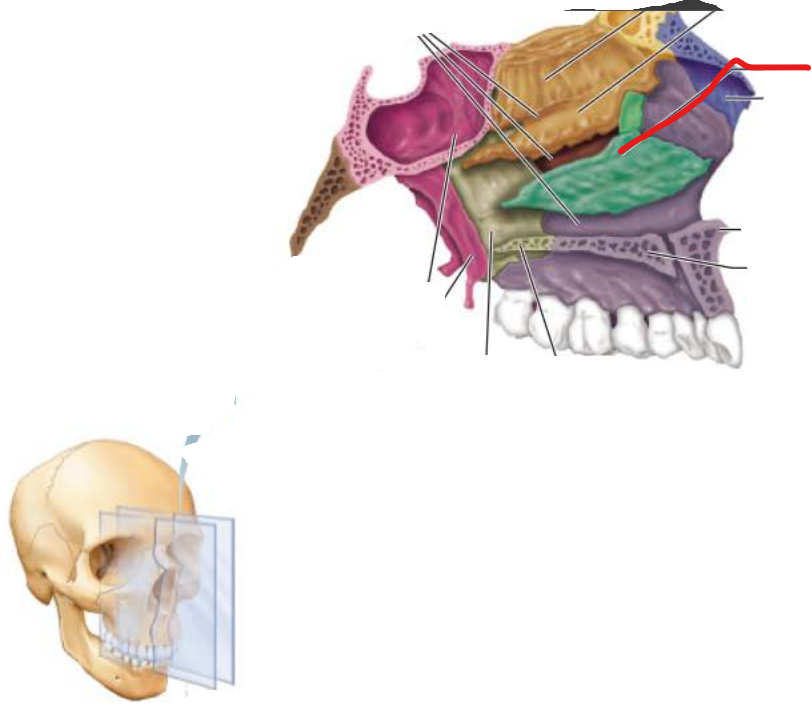 <p>Inferior Nasal Conchae</p>