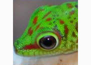 <p>gecko</p>