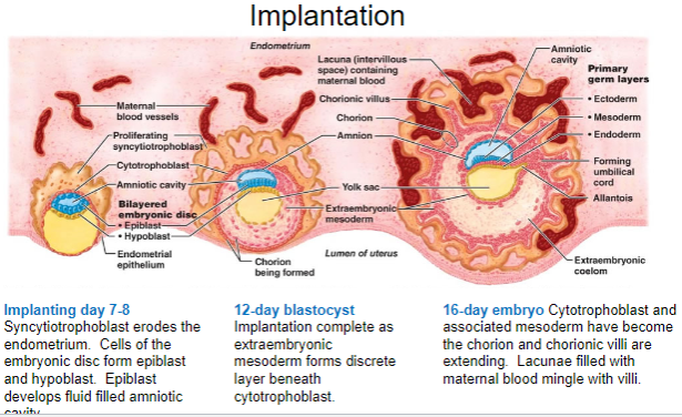 <p>The syncytiotrophoblast erodes the endometrium.</p><p>Cells of the embryonic disc form epiblast and hypoblast.</p>