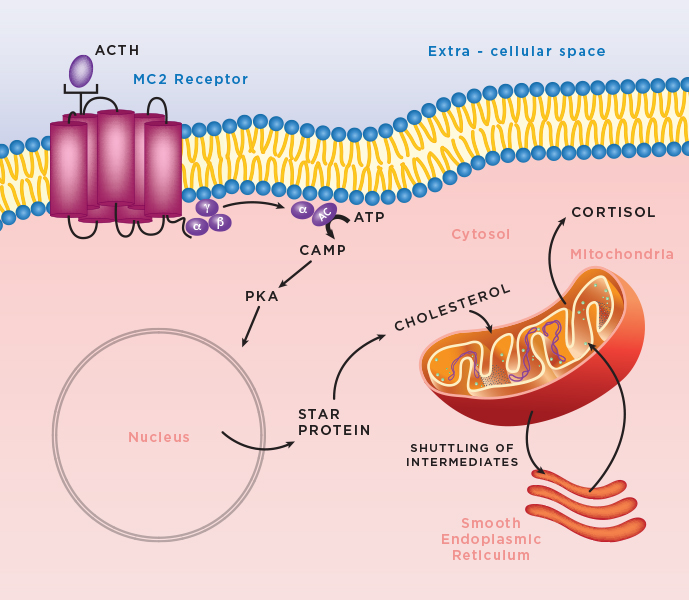 <p>✿Steroidogenesis occurs in Steroidogenic cells.</p><p>✿Cholesterol bound to sterol carrier protein is transported to mitochondria.</p><p>✿StAR protein transports cholesterol to inner mitochondrial membrane (rate limiting).</p><p>✿Cholesterol is converted to pregnenolone by side chain cleavage enzyme, P450scc (rate limiting).</p><p>✿Between mitochondria and smooth endoplasmic reticulum, steroids are synthesized by hydroxylase enzymes.</p>