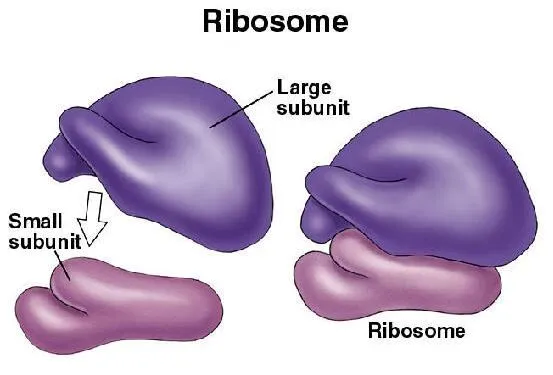 <p>Consist of two subunits <span class="tt-bg-yellow">40S and 60S</span>, which together form the<span class="tt-bg-yellow"> 80S</span> ribosome</p><p></p><p>• <span class="tt-bg-green">40S subunits have, 18S rRNA</span> (1900 nucleotides) and <span class="tt-bg-green">~33 proteins</span></p><p>• <span class="tt-bg-blue">60S subunits have three RNAs 5S, 5.8S and 28S</span> (120, 160 &amp; 4700 nucleotides) and <span class="tt-bg-blue">~49 proteins</span></p>