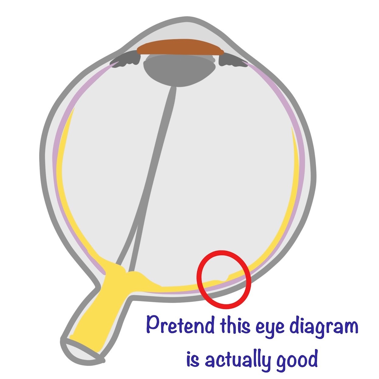 <p>Area of retina with the <span class="tt-bg-green">best visual activity</span></p>