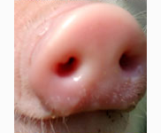 <p>pig</p>