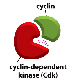 <p>Cyclin dependent kinases!</p><p></p><p>•They play a key role in the event of G1/S transition which is the transcriptional activation of genes</p><p>•CDKs <span class="tt-bg-green">target transcription factors</span></p>