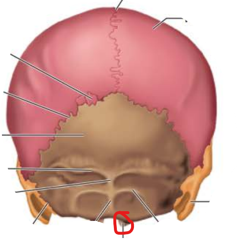 <p>Occipital Condyle</p>