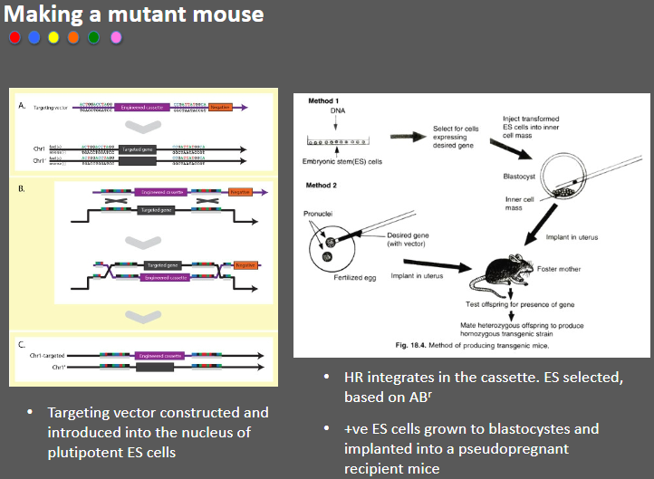 <p><strong>Targeting vector</strong>: A targeting vector is constructed and introduced into the nucleus of pluripotent embryonic stem (ES) cells.</p><p><strong>Homologous recombination (HR)</strong>: The vector integrates into the genome through HR, placing the desired genetic modification in the cassette.</p><p><strong>Selection of positive ES cells</strong>: ES cells are selected based on antibiotic resistance (ABr) markers.</p><p><strong>Implantation</strong>: Positive ES cells are grown into blastocysts and implanted into pseudopregnant recipient mice.</p>