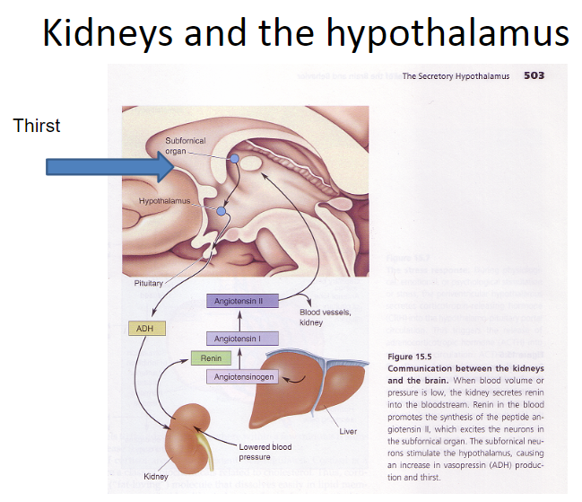 <p>Controls plasma osmolality by regulating water excretion and drinking behavior</p><p>Stimulates vascular smooth muscle contraction in the distal tubules of the kidney to reduce water loss and raise blood pressure</p>