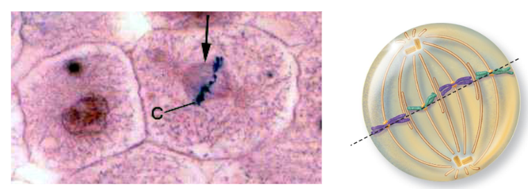 <p>46 replicated chromosomes line up on cell equator </p>