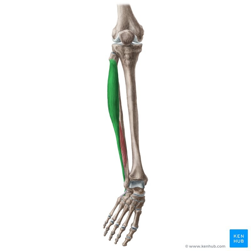 <p>LBE</p><p>Lateral condyle of tibia, head &amp; proximal shaft of fibula</p><p>Base of 1st metatarsal and 1st cuneiform</p><p>Everts foot; assists in extension of foot at ankle</p><p>Ankle</p>