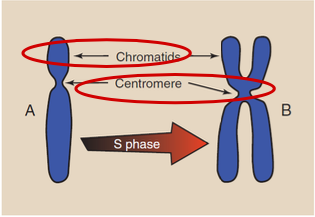 <p>During the __ portion of interphase, the chromosomes replicate form a two-chromatid structure (A) to a four-chromatid (B)</p>