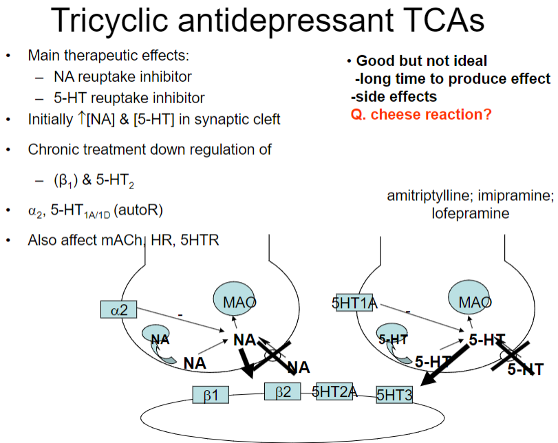 <p><strong>NA reuptake inhibitor:</strong> TCAs inhibit the reuptake of norepinephrine (NA).</p><p><strong>5-HT reuptake inhibitor:</strong> TCAs also inhibit the reuptake of serotonin (5-HT).</p><p><strong>Initial effect:</strong> Leads to an increase in the concentration of NA and 5-HT in the synaptic cleft.</p><p><strong>Chronic treatment:</strong> Results in the downregulation of β1 and 5-HT2 receptors.</p><p><strong>Additional effects:</strong> TCAs also affect α2, 5-HT1A/1D (autoreceptors), muscarinic acetylcholine receptors (mACh), heart rate (HR), and 5-HT receptors.</p>