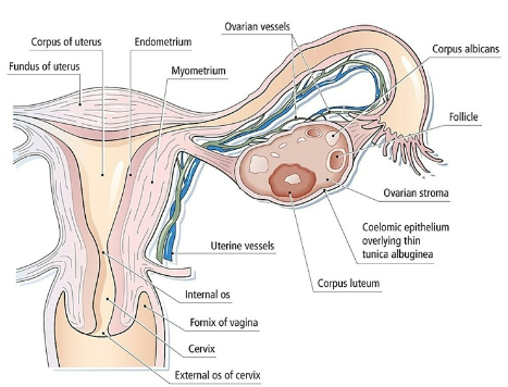 <p><strong>Uterine Passage</strong>: The passage of sperm through the uterus is not fully understood.</p><p><strong>Role of Cilia</strong>: It is believed that currents generated by cilia in the uterus and fallopian tubes may play a role in guiding the sperm toward the egg.</p>