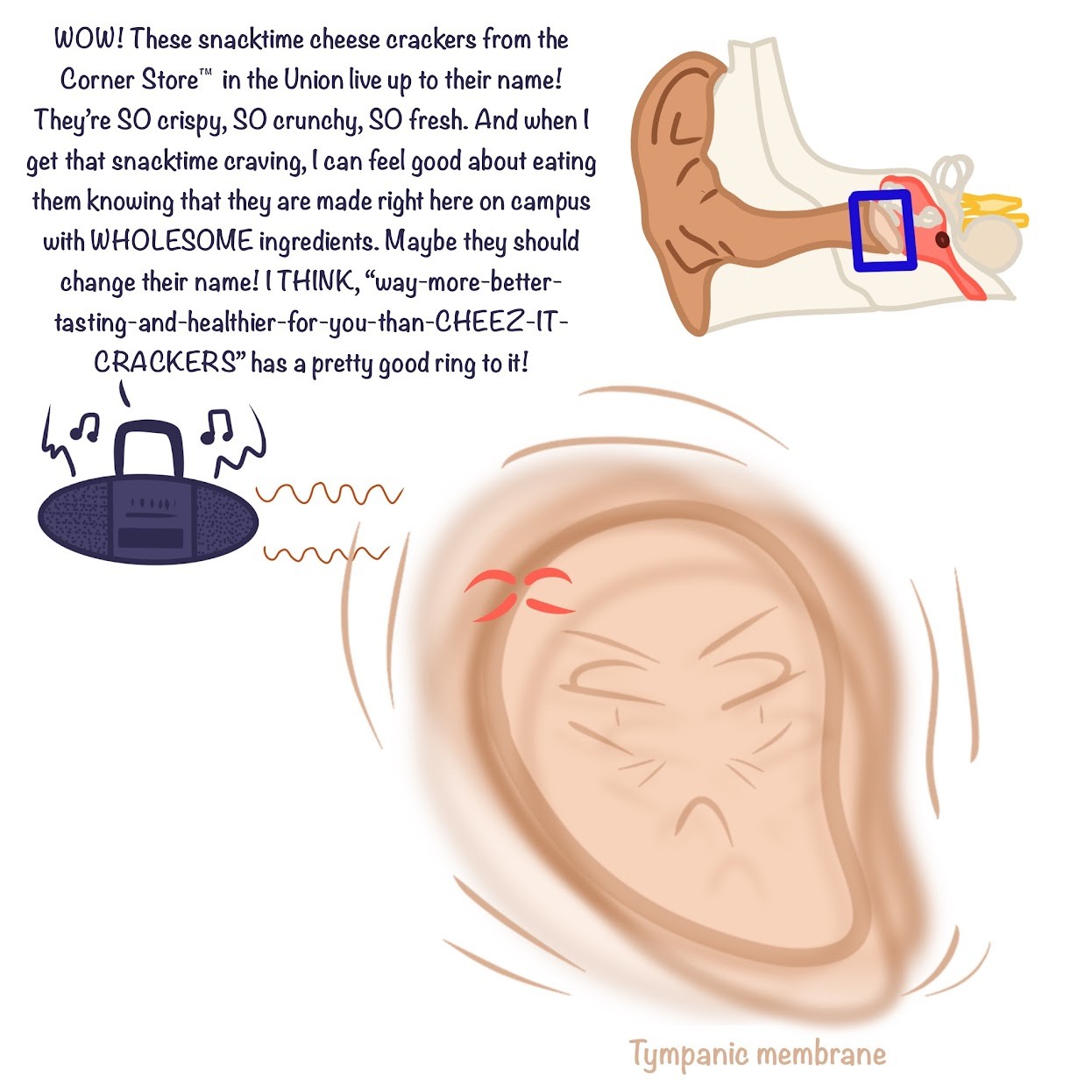 <p>Vibrating objects create <span class="tt-bg-blue">percussion waves</span> in the air that cause the <span class="tt-bg-blue">tympanic membrane</span> to <span class="tt-bg-blue">vibrate</span></p>