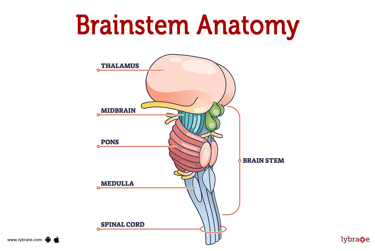 <p>What are the three main components of the brainstem? (3)</p>