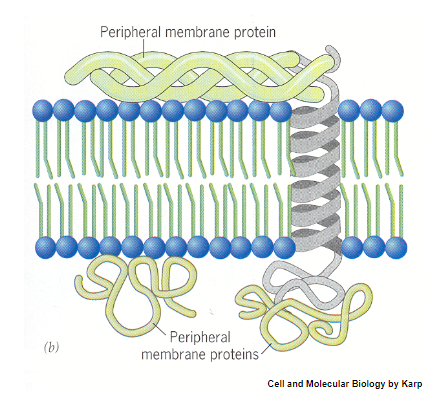 <p>• Located on both the extracellular and cytosolic regions of the membrane</p><p>• Associated by non-covalent bonds</p>