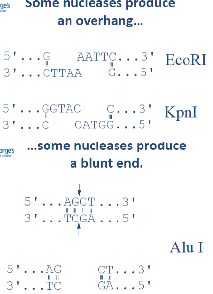 <p>Some nucleases produce an overhang.</p><p>Some nucleases produce a blunt end.</p>