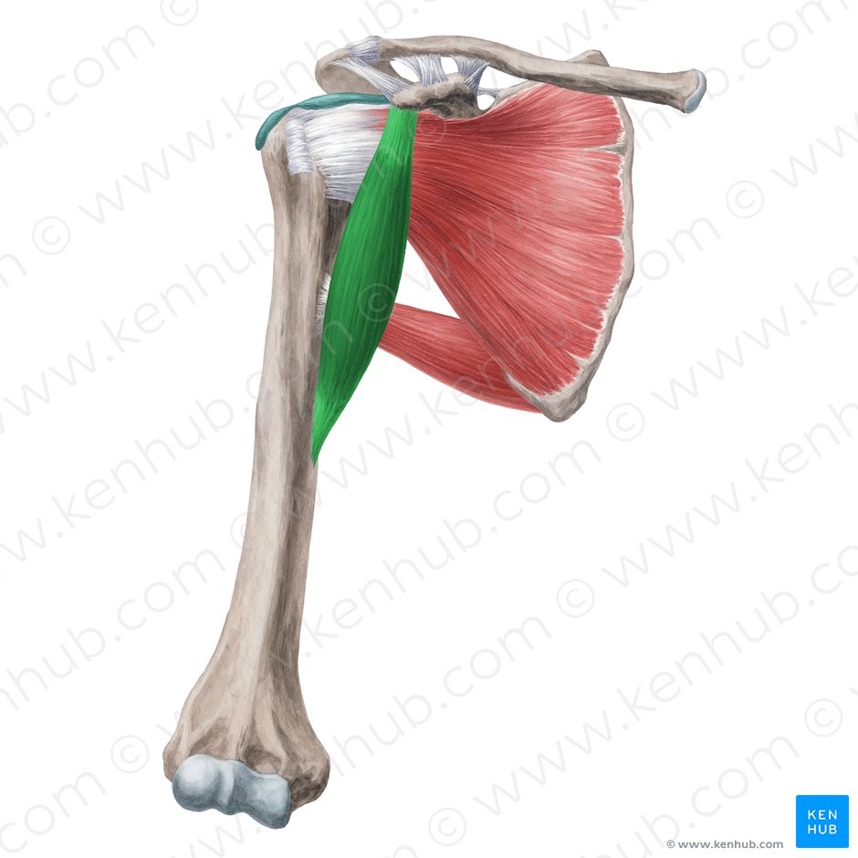 <p>CMF</p><p>Coracoid process of scapula</p><p>Middle medial border of humerus</p><p>Flexes and adducts arm</p>