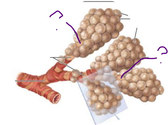 <p><strong>Alveoli</strong></p><p>________ ________</p><p>Continues from _________ _____________</p><p>Contains diffusely arranged rings of smooth muscle cells</p><p>__________ ________ fibers</p><p>Outpocketing Alveoli</p>