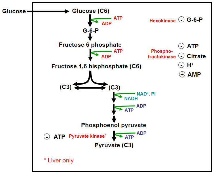 <p>-Hexokinase</p><p>-Phosphofructokinase</p><p>-Pyruvate kinase</p>