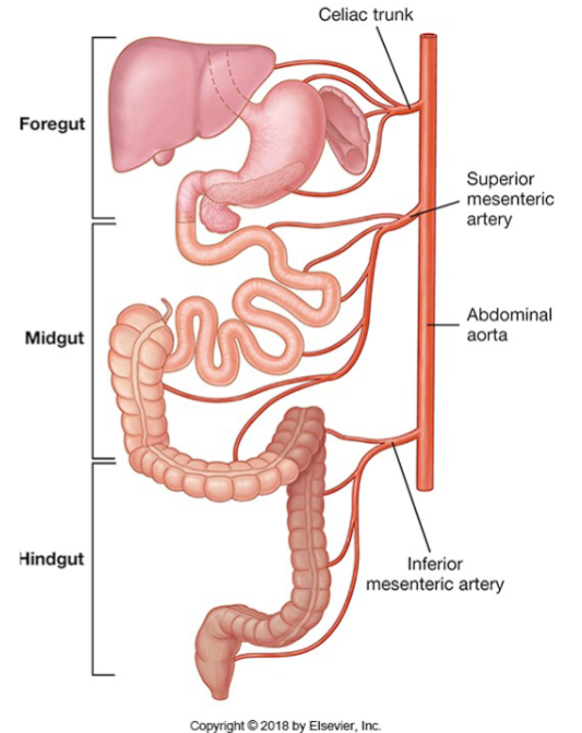 <p>Accessory organs include the liver, pancreas, and gallbladder.</p>