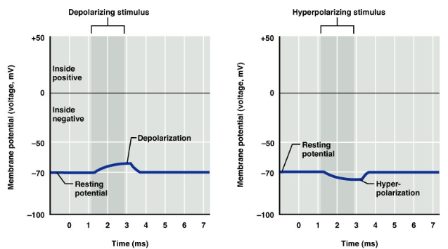 <p>Excitatory neurotransmitters (e.g., glutamate) can lead to neuronal membrane depolarization</p><p>This involves the displacement of a membrane potential</p><p>The displacement moves the membrane potential towards a more positive value</p>